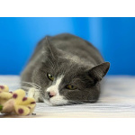 Шикарная щекастая кошечка Бося в дар