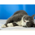 Шикарная щекастая кошечка Бося в дар