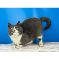 Шикарная щекастая кошечка Бося в дар