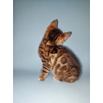 Бенгальская кошка