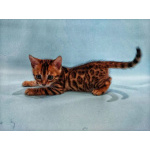 Бенгальская кошка