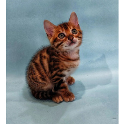Бенгальская кошка