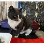 Ласковая бело-серая кошка Поночка в дар