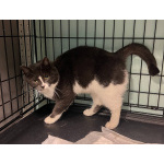 Ласковая бело-серая кошка Поночка в дар