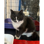 Ласковая бело-серая кошка Поночка в дар