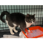 Ласковая бело-серая кошка Поночка в дар