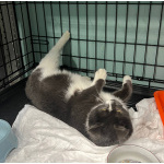 Ласковая бело-серая кошка Поночка в дар