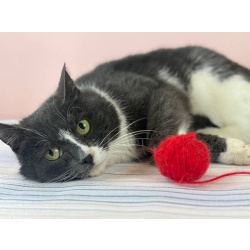 Ласковая бело-серая кошка Поночка в дар