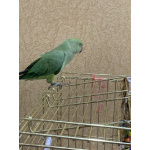 Ожереловая девочка