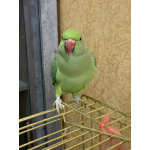 Ожереловая девочка