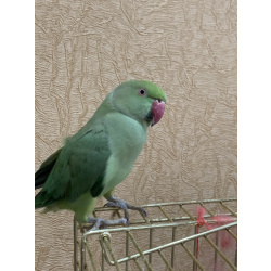 Ожереловая девочка