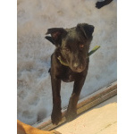 Домашние щенки от моей красавицы Герды