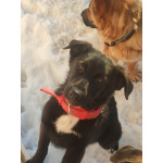 Домашние щенки от моей красавицы Герды