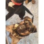 Домашние щенки от моей красавицы Герды