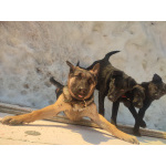 Домашние щенки от моей красавицы Герды