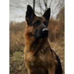 Домашние щенки от моей красавицы Герды