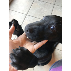 Домашние щенки от моей красавицы Герды