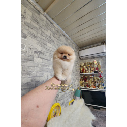 Мальчишечка карликового померанского шпица