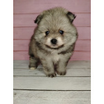 Померанский шпиц, уникальный окрас на изысканный вкус!