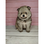 Померанский шпиц, уникальный окрас на изысканный вкус!