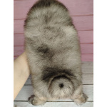 Померанский шпиц, уникальный окрас на изысканный вкус!