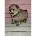 Померанский шпиц, уникальный окрас на изысканный вкус!