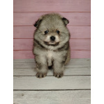 Померанский шпиц, уникальный окрас на изысканный вкус!