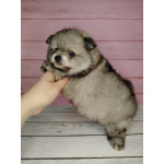 Померанский шпиц, уникальный окрас на изысканный вкус!