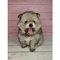 Померанский шпиц, уникальный окрас на изысканный вкус!