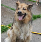 Мишка в поисках дома и своей семьи