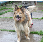 Мишка в поисках дома и своей семьи