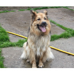 Мишка в поисках дома и своей семьи