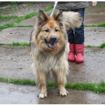 Мишка в поисках дома и своей семьи