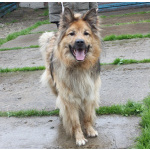 Мишка в поисках дома и своей семьи