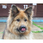 Мишка в поисках дома и своей семьи