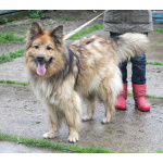 Мишка в поисках дома и своей семьи