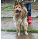 Мишка в поисках дома и своей семьи