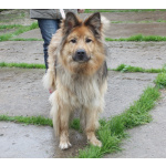 Мишка в поисках дома и своей семьи