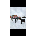 Орловский рысак