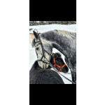 Орловский рысак