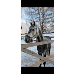 Орловский рысак