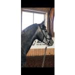 Орловский рысак