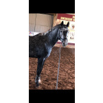 Орловский рысак