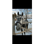 Орловский рысак