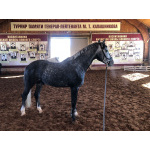 Орловский рысак