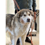 Молодая домашняя собака Тали, аляскинский маламут ищет дом