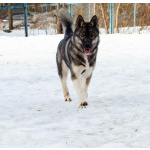 Девочка хаски РКФ