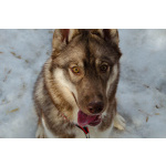 Девочка хаски РКФ