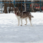 Девочка хаски РКФ