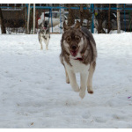 Девочка хаски РКФ